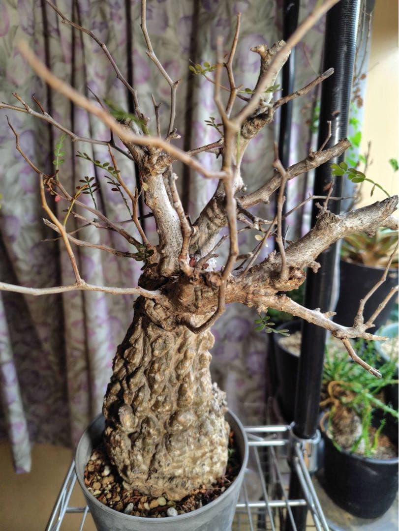 オペルクリカリア・パキプス 現地株 太幹 良樹形　コーデックス 塊根植物