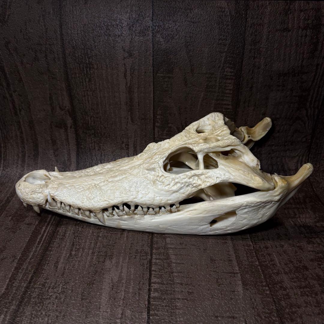 た*し様 シャムワニ クロコダイル ワニ 鰐 頭骨 頭蓋骨 骨格標本
