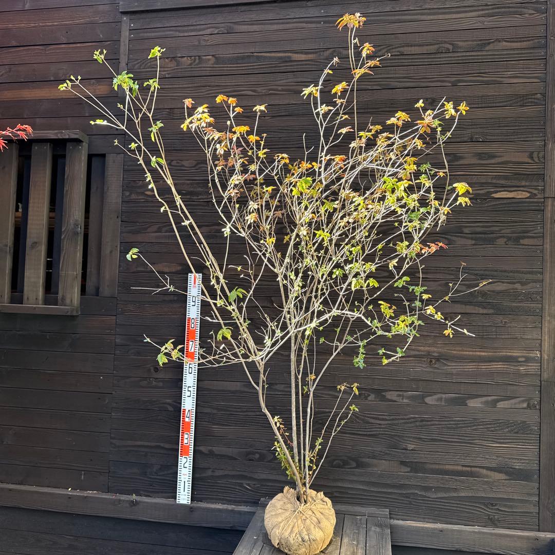 山採り天然木/バイカツツジ/大株立ち【現品発送】管理 70775