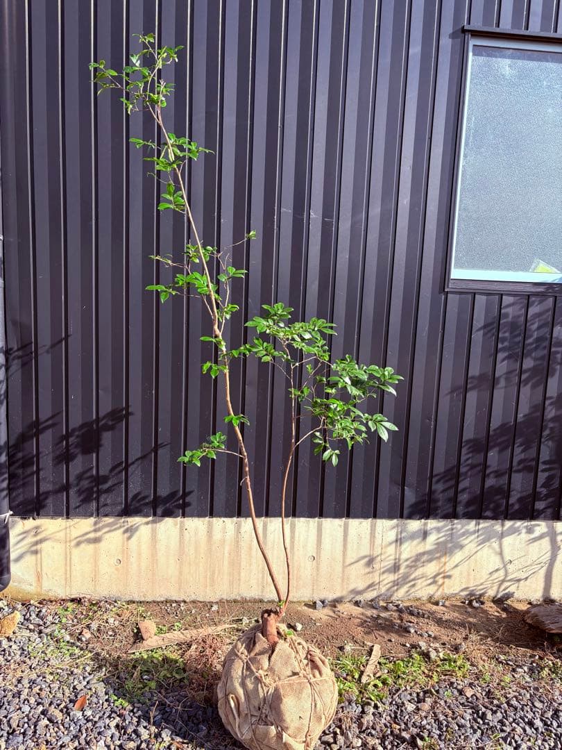 58 天然山採り　ヒサカキ