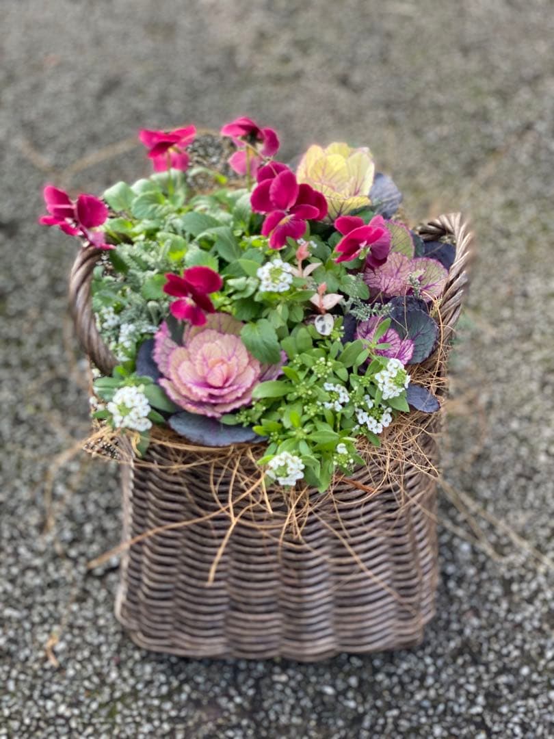 葉牡丹とビオラの寄せ植え【現品】