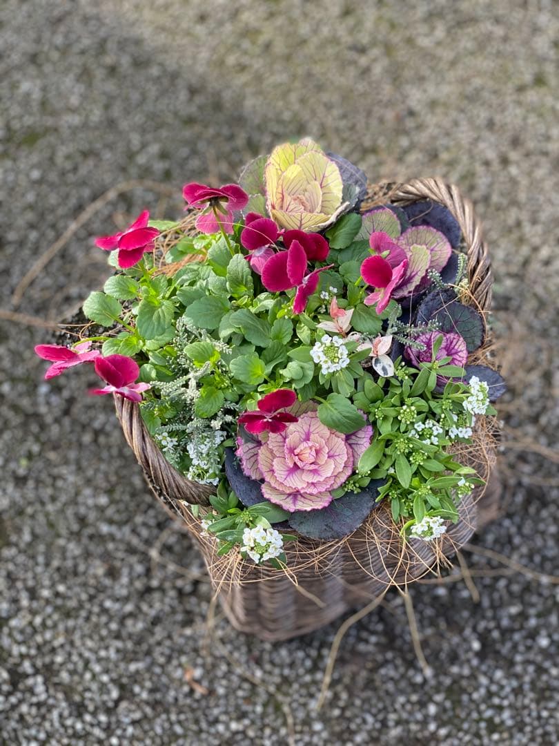 葉牡丹とビオラの寄せ植え【現品】
