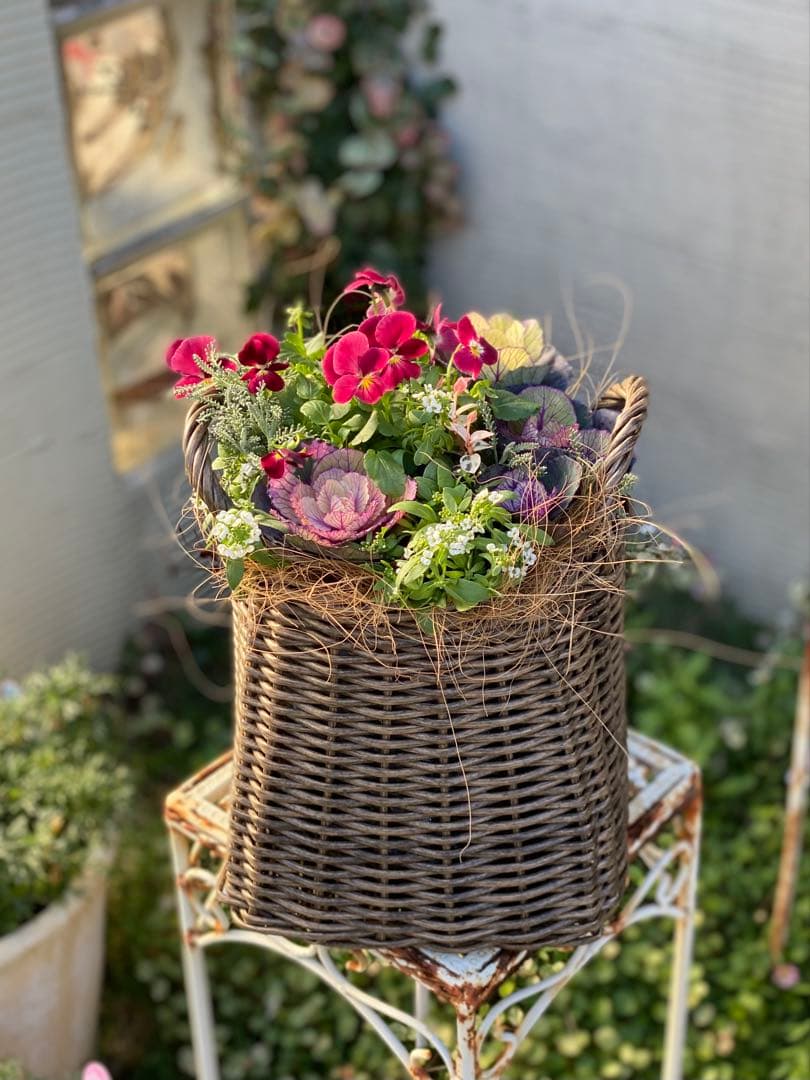 葉牡丹とビオラの寄せ植え【現品】
