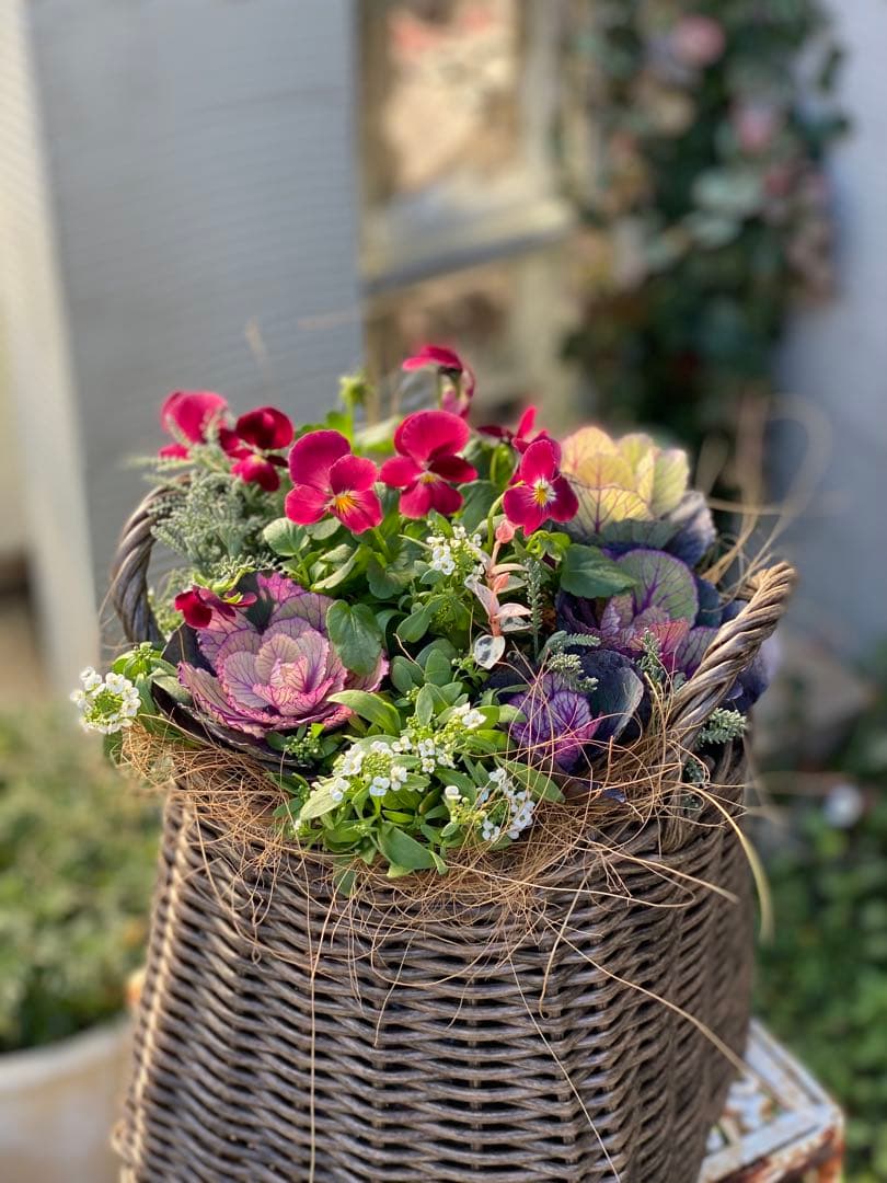 葉牡丹とビオラの寄せ植え【現品】