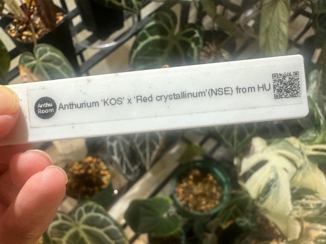 Anthurium KOS×Red crystalinumNSE from HU