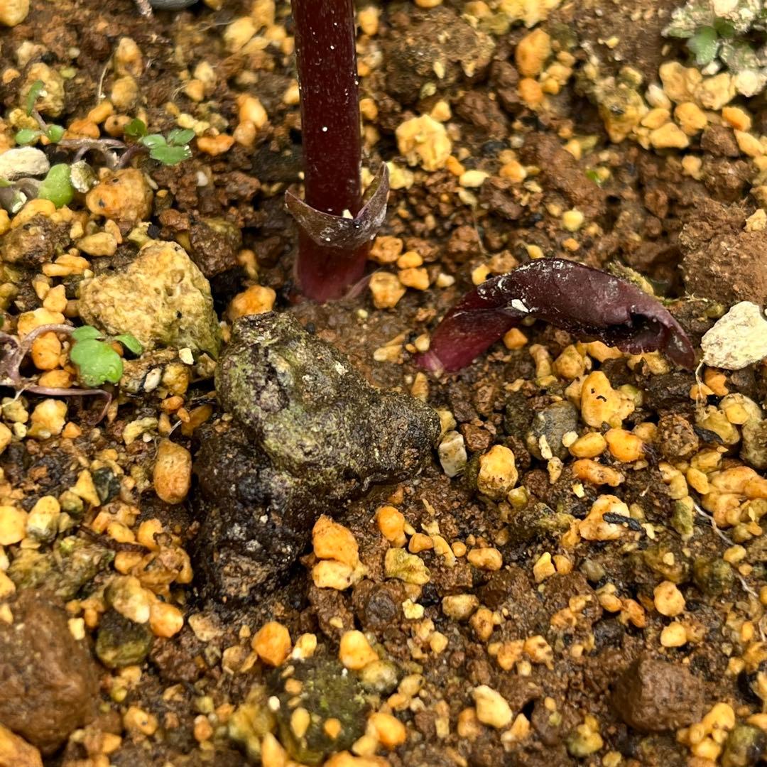 樹梨♡　メルカリ便 ❤️スペシャル価格❤️3143 【Ashwood 】【P