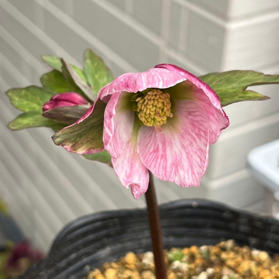 樹梨♡　メルカリ便 ❤️スペシャル価格❤️3143 【Ashwood 】【P