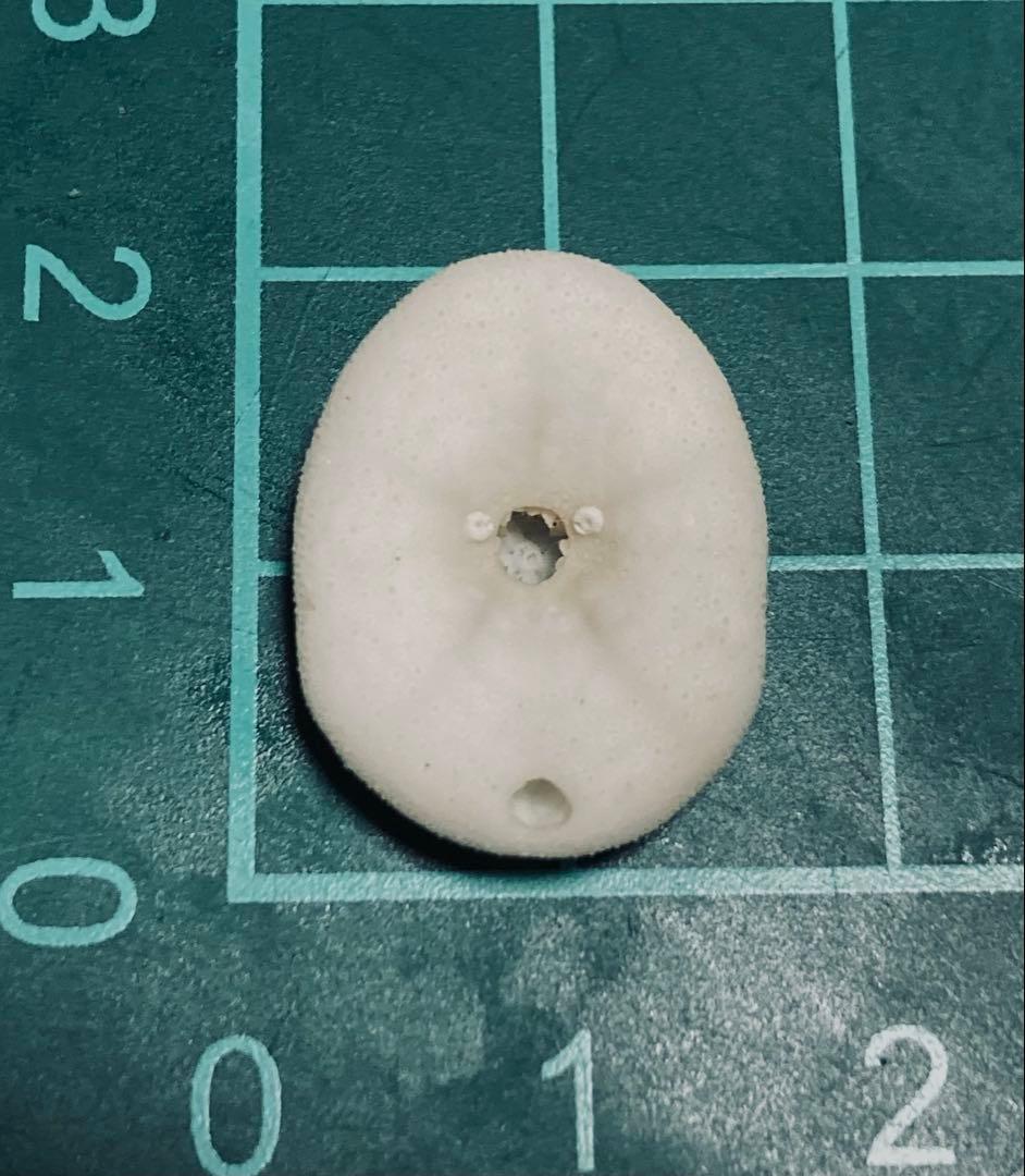 極小タコノマクラ 棘皮動物 ウニ カシパン たこのまくら