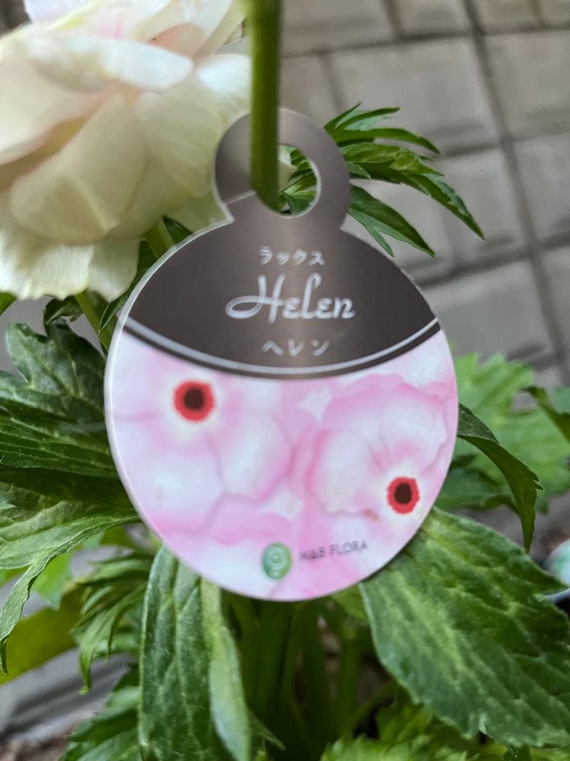 ラナンキュラスラックス苗.ヘレン．5号鉢ごと，来季用