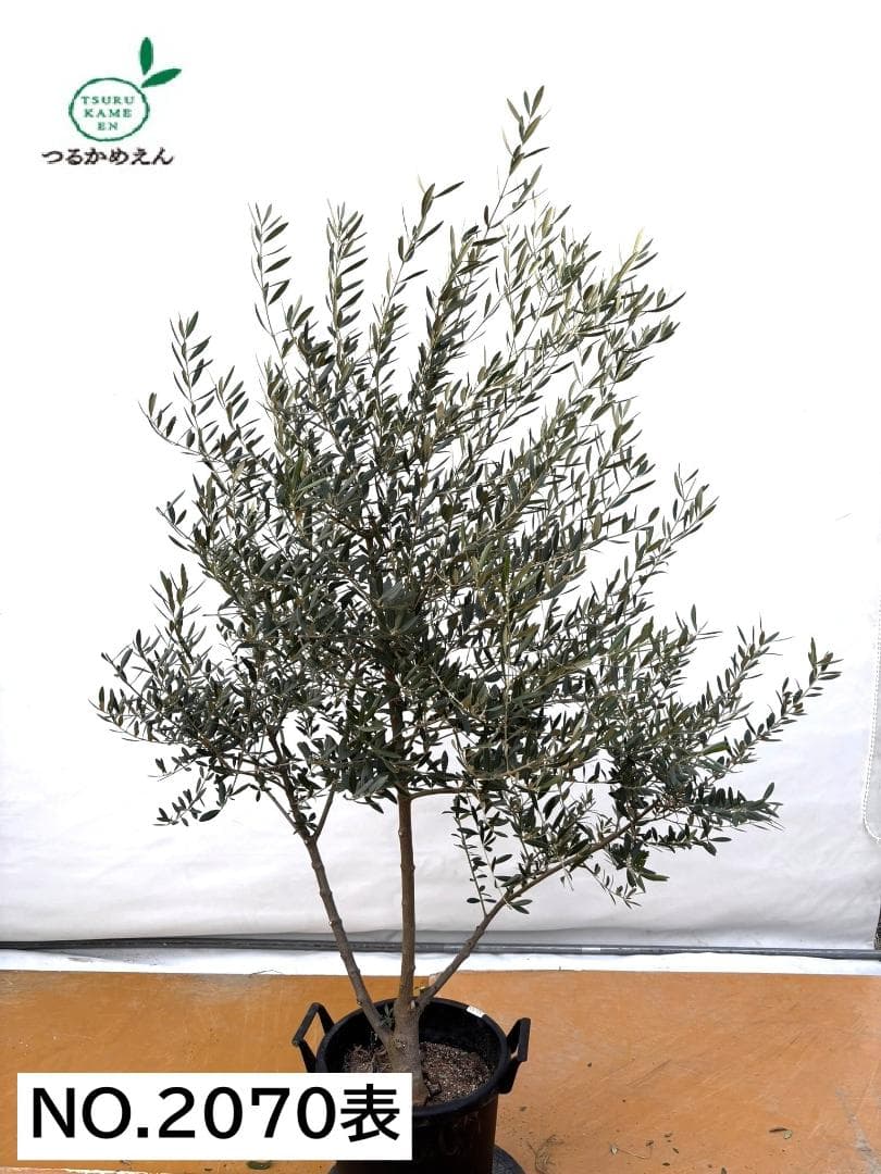 オリーブの木　ネバディロブランコ　約170cm　NO.2070　大型　人気　現品