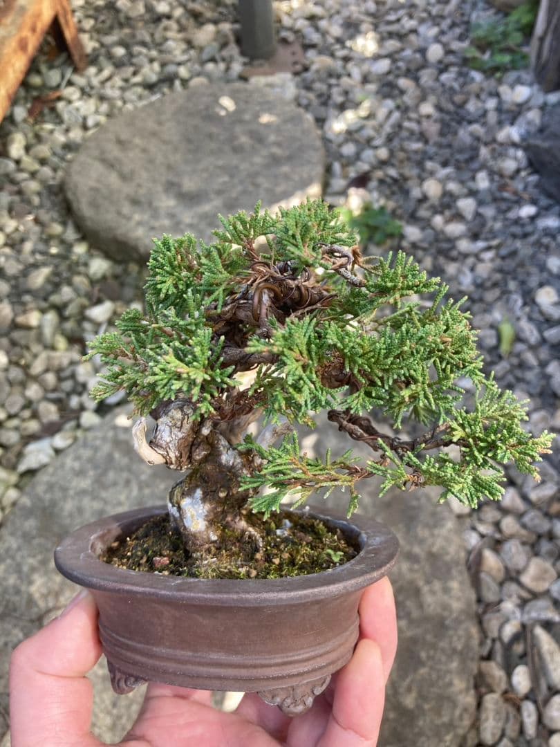 盆栽　小品盆栽　ミニ盆栽　真柏