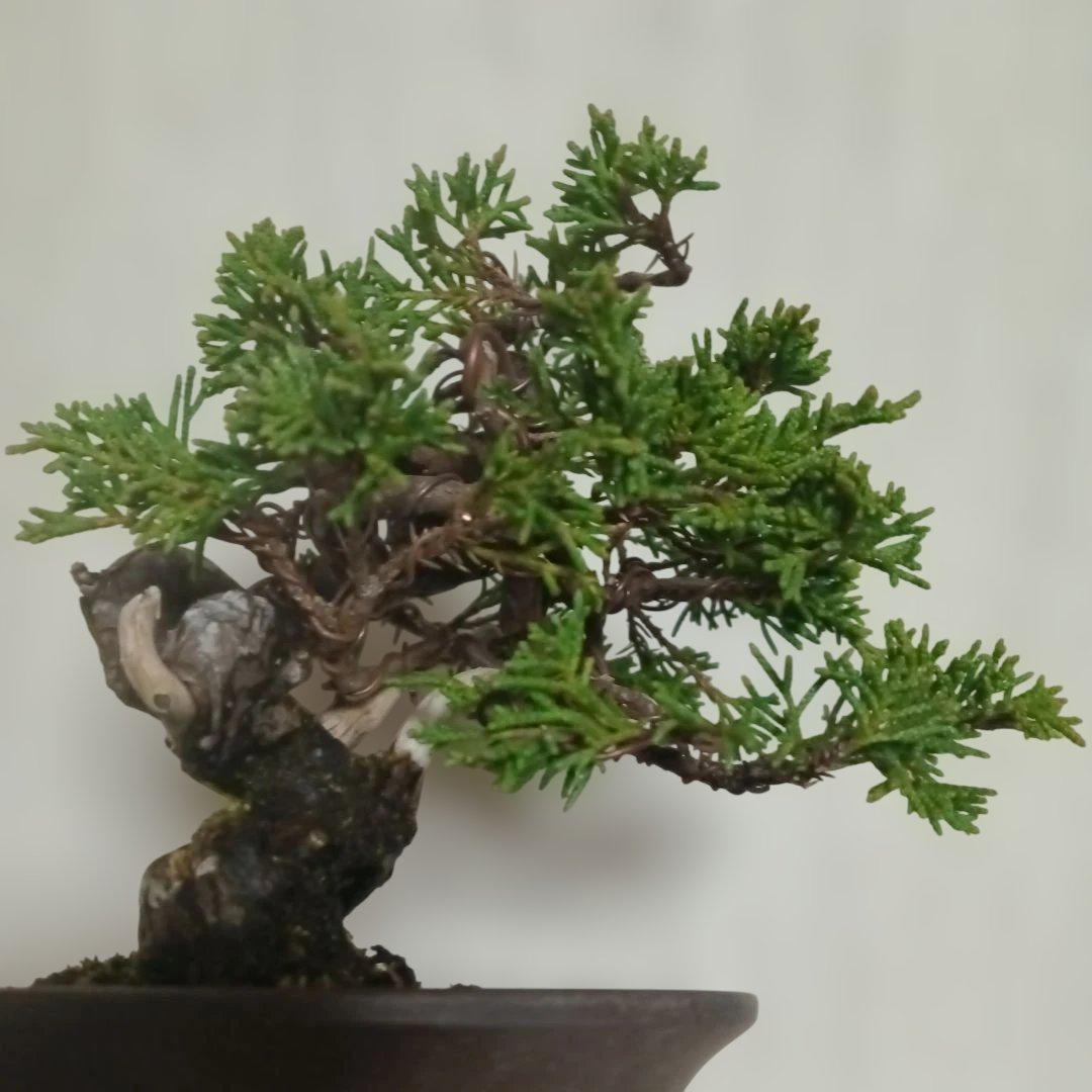 盆栽　小品盆栽　ミニ盆栽　真柏