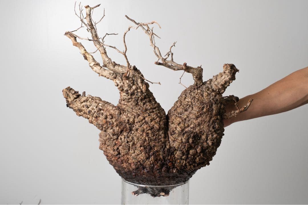 PK86オペルクリカリア パキプス コーデックス ベアルート株