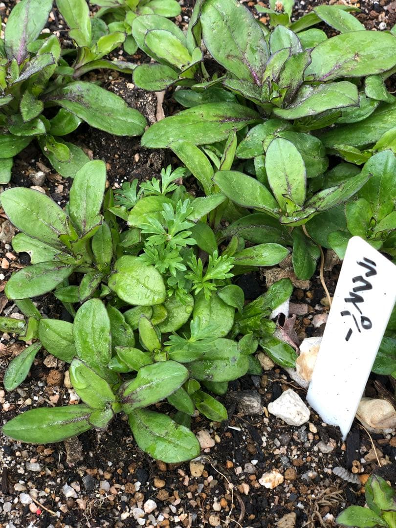 りんご様　ラークスパー　ご確認用