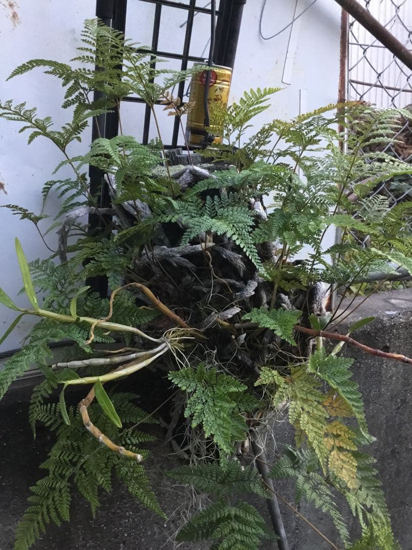 ヘゴ板付け　シノブ