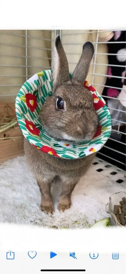 うさぎ用カラー／スタイ　セミオーダー用