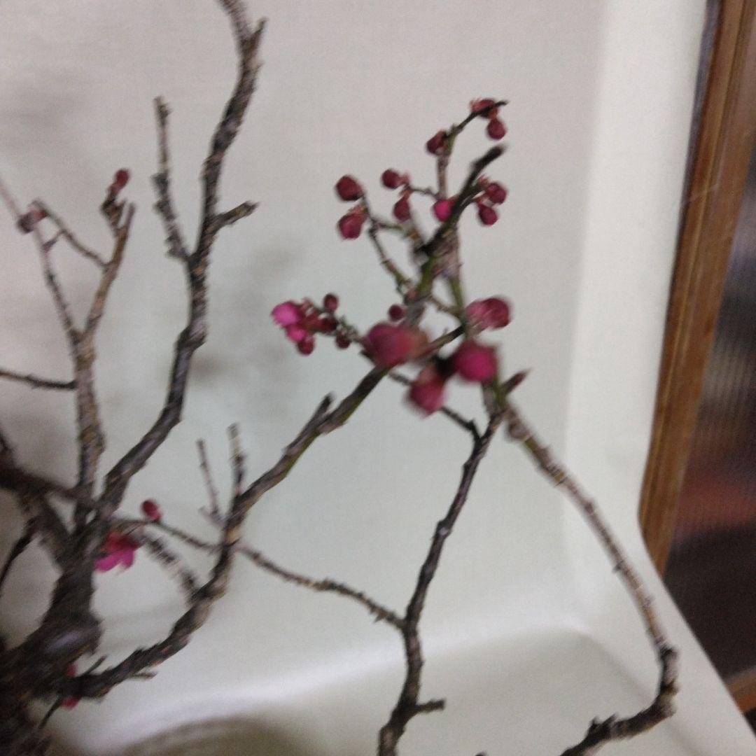 紅白梅盆栽セット黒松盆栽、五葉松盆栽、しんぱく盆栽、赤松盆栽 野梅盆栽