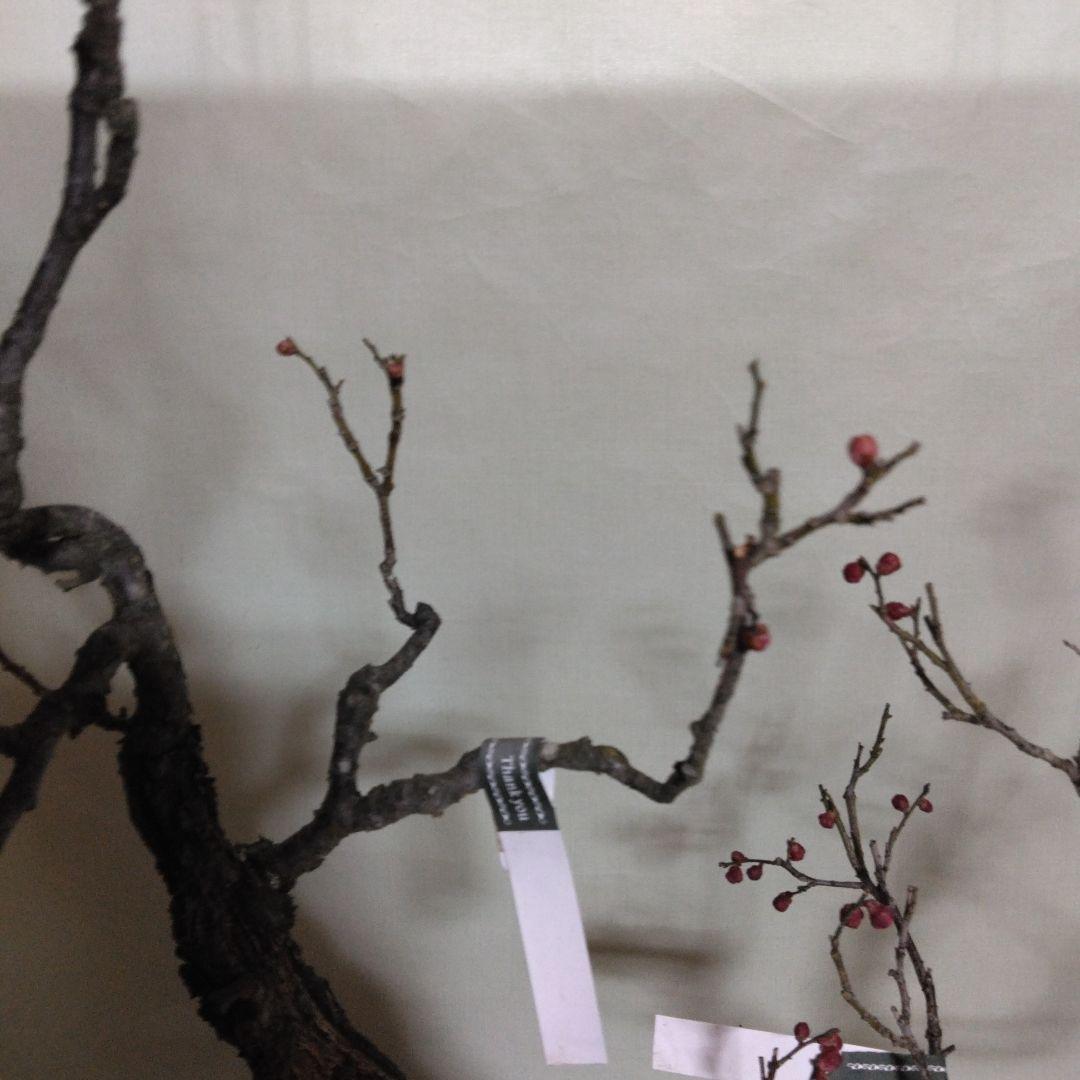 紅白梅盆栽セット黒松盆栽、五葉松盆栽、しんぱく盆栽、赤松盆栽 野梅盆栽