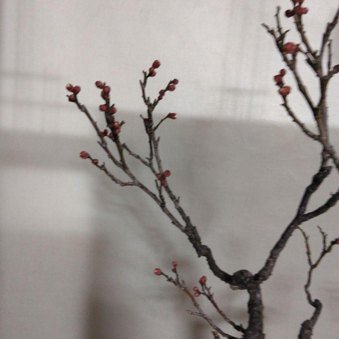 紅白梅盆栽セット黒松盆栽、五葉松盆栽、しんぱく盆栽、赤松盆栽 野梅盆栽