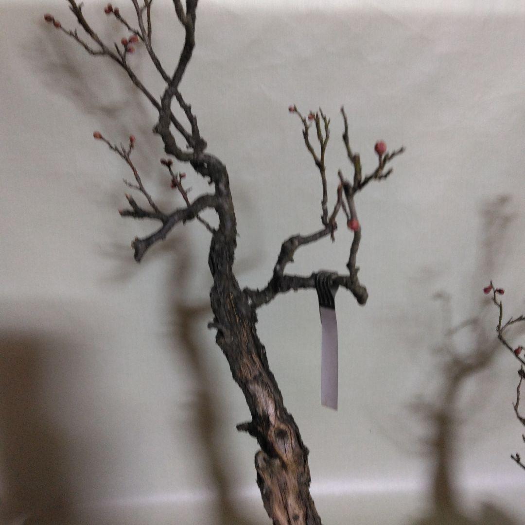 紅白梅盆栽セット黒松盆栽、五葉松盆栽、しんぱく盆栽、赤松盆栽 野梅盆栽