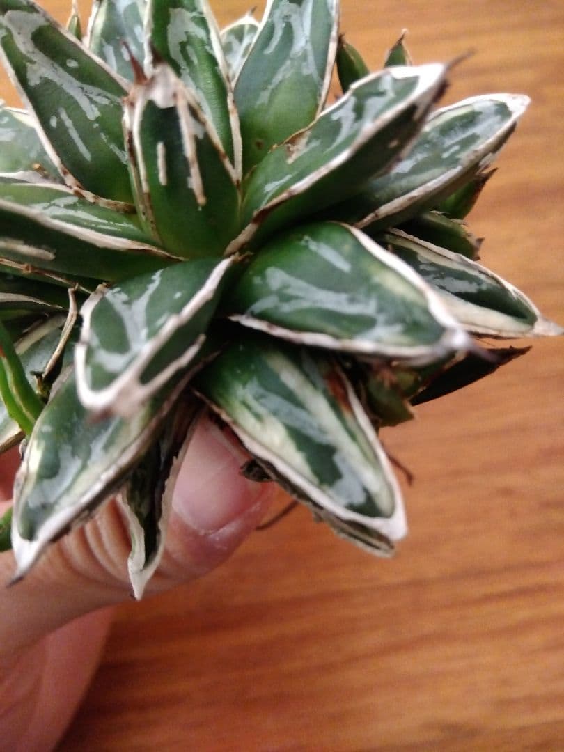 アガベ　姫笹の雪　白覆輪斑　親株＋子株6株つき❗　③