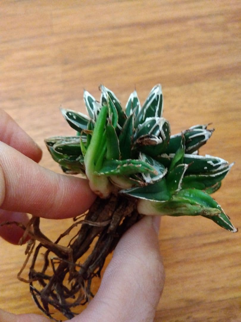 アガベ　姫笹の雪　白覆輪斑　親株＋子株6株つき❗　③