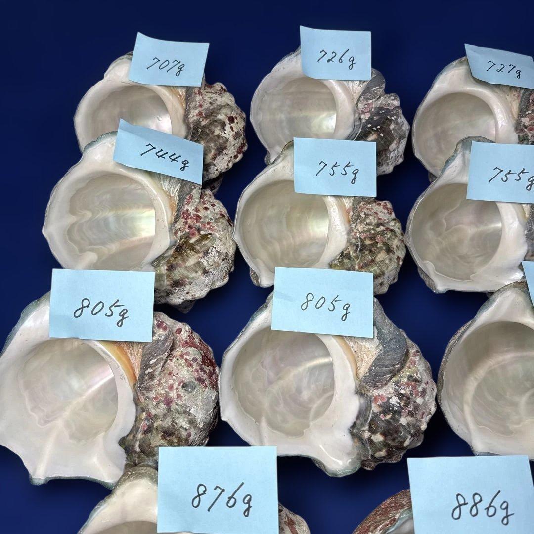 夜光貝　ヤコウ貝　まとめ売り　19個　15kg アクセサリー　ルアー