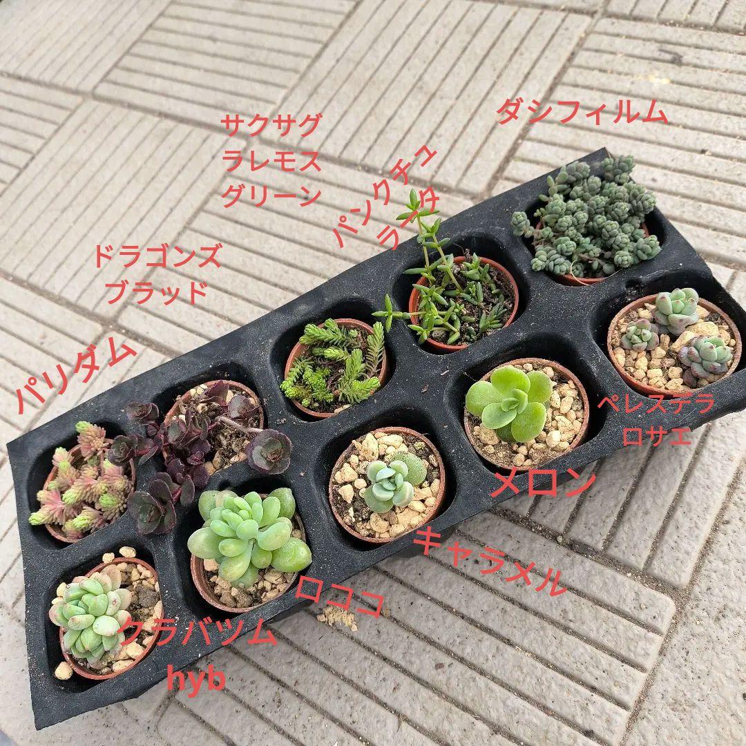 ♢多肉植物 ミニ苗10種類セット♢