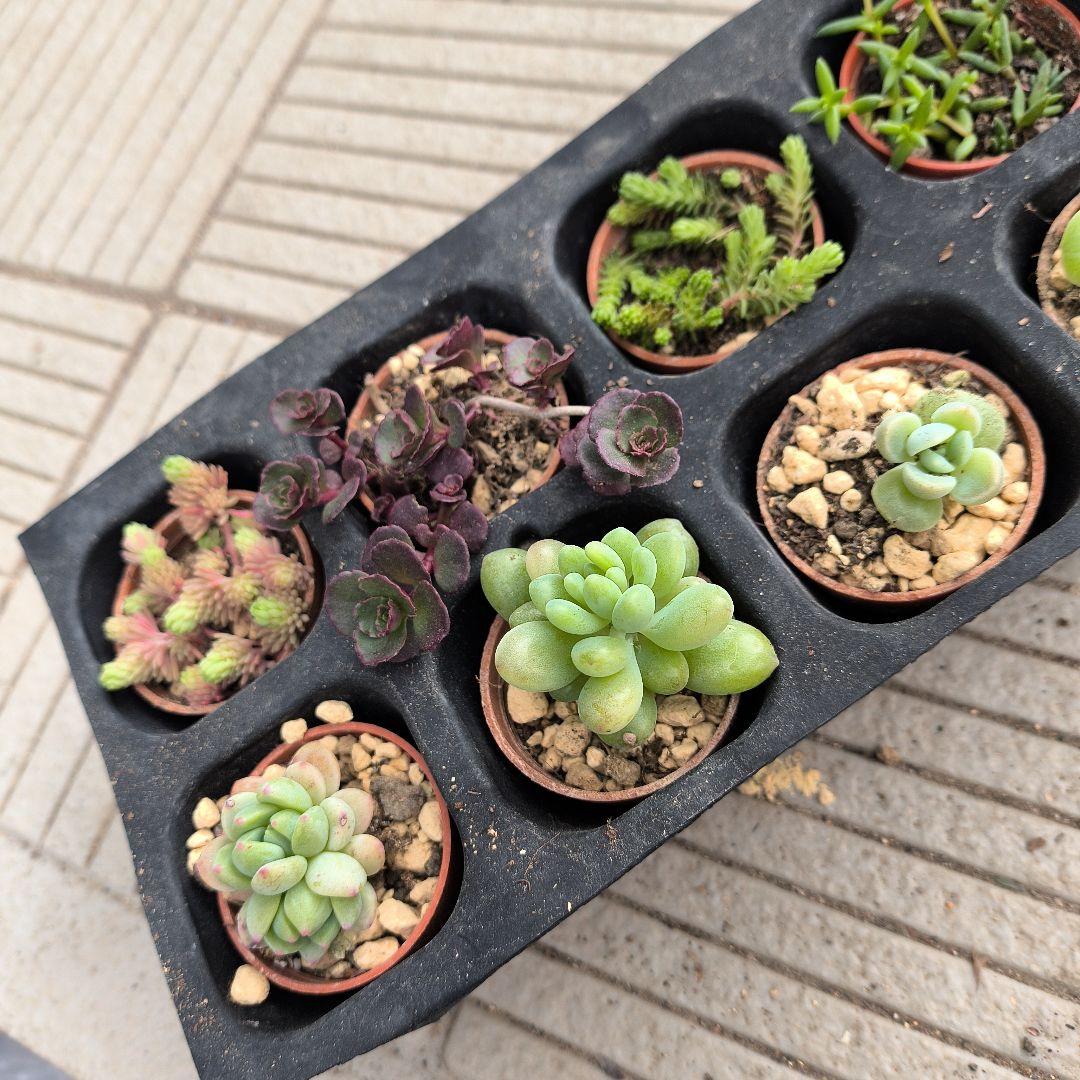 ♢多肉植物 ミニ苗10種類セット♢
