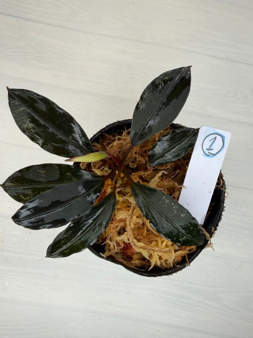 ⭐︎ブセファランドラ モトレィアーナ黒青赤軸絶品個体①パダワン　根伏せか１年半