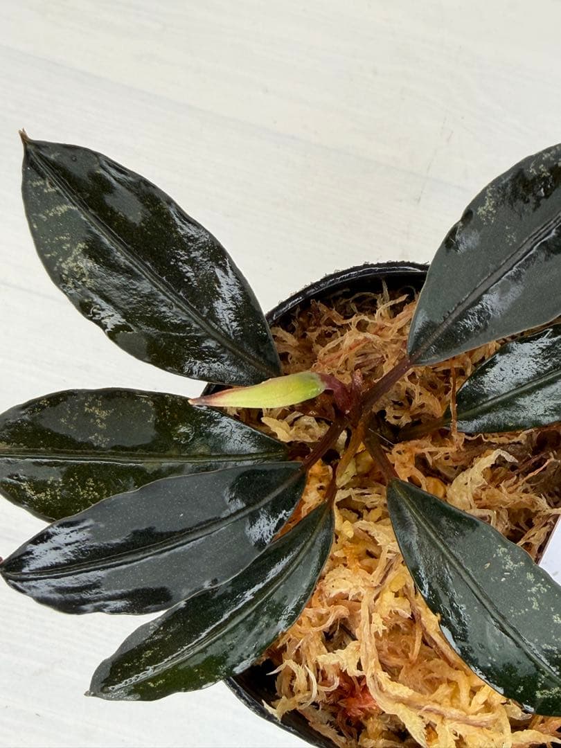 ⭐︎ブセファランドラ モトレィアーナ黒青赤軸絶品個体①パダワン　根伏せか１年半