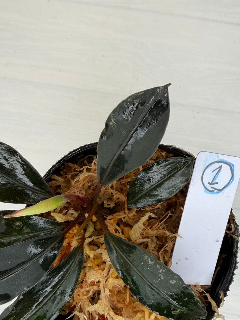 ⭐︎ブセファランドラ モトレィアーナ黒青赤軸絶品個体①パダワン　根伏せか１年半