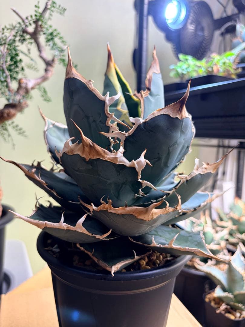 アガベ　オアハカオテロイ　大株