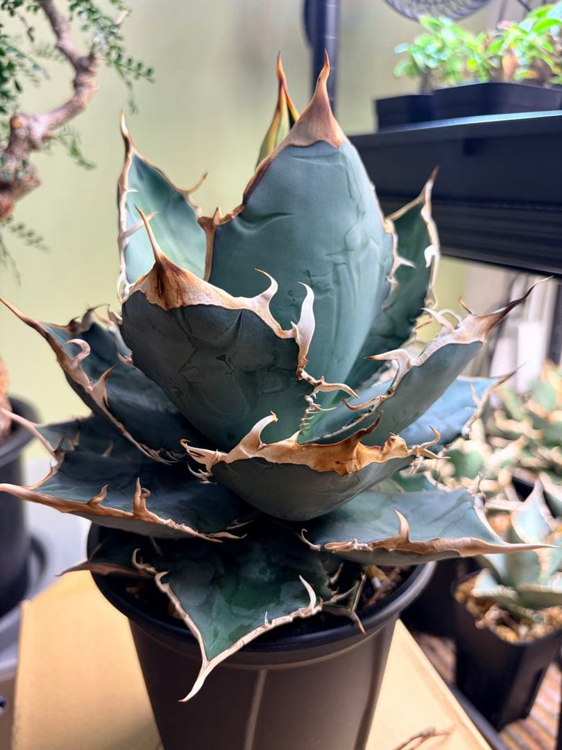 アガベ　オアハカオテロイ　大株