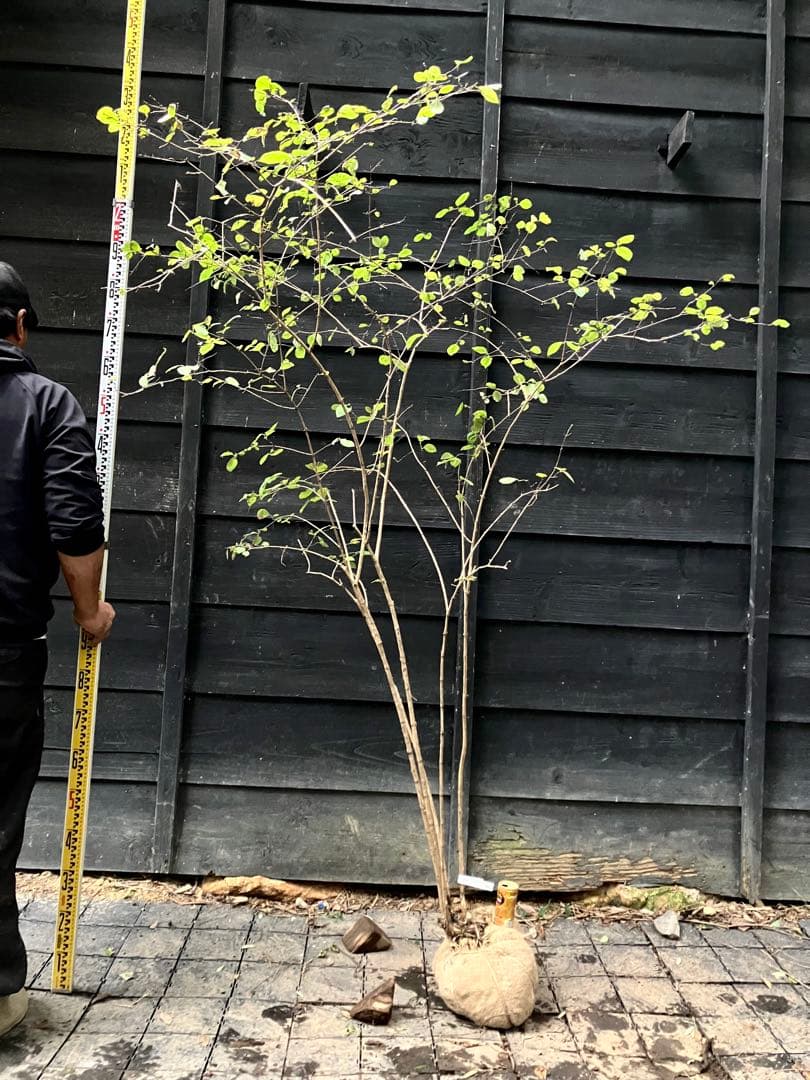 90 山採り　ウグイスカグラ