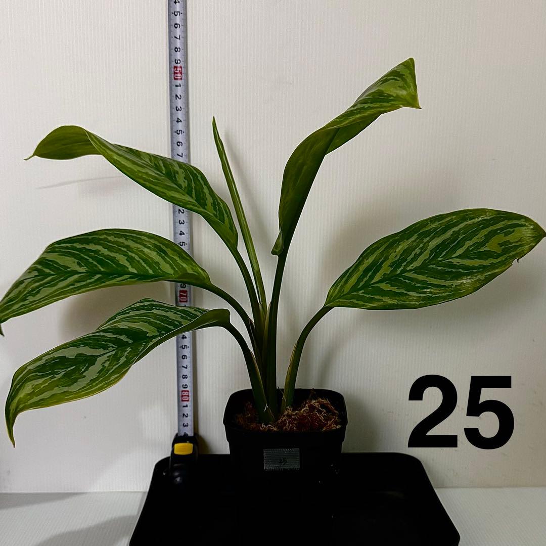 アグラオネマ ニティドゥム カーティシー 観葉植物 LEON レオン 25