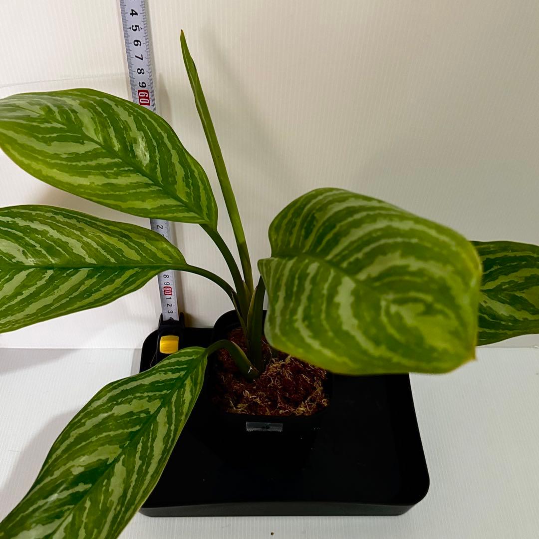 アグラオネマ ニティドゥム カーティシー 観葉植物 LEON レオン 25