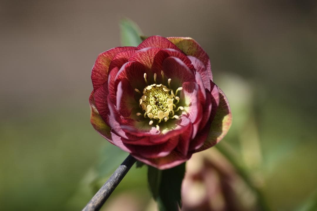 クリスマスローズ 開花実績株 DDグリーンブラウン