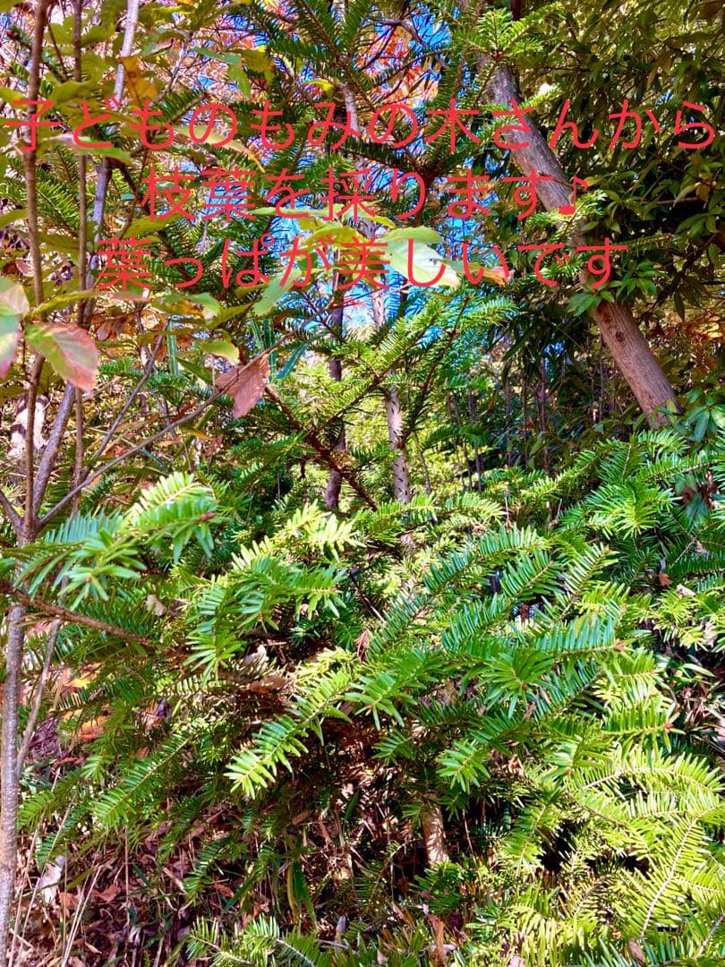 野生のワイルドなもみの木さんセット【クリスマス花材＊ブーケ】樅の木＊柊＊万両の実