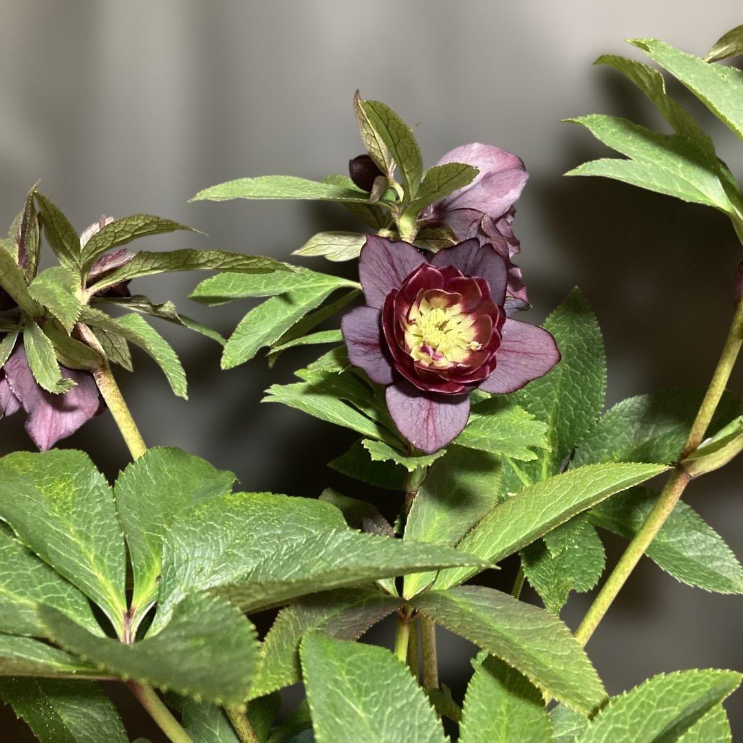 クリスマスローズ雅 八重咲き 紫