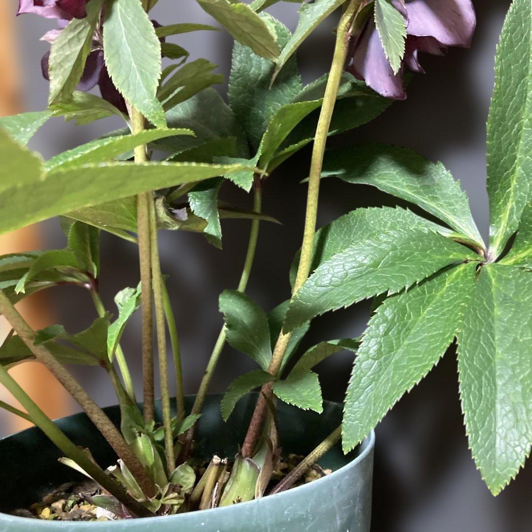 クリスマスローズ雅 八重咲き 紫