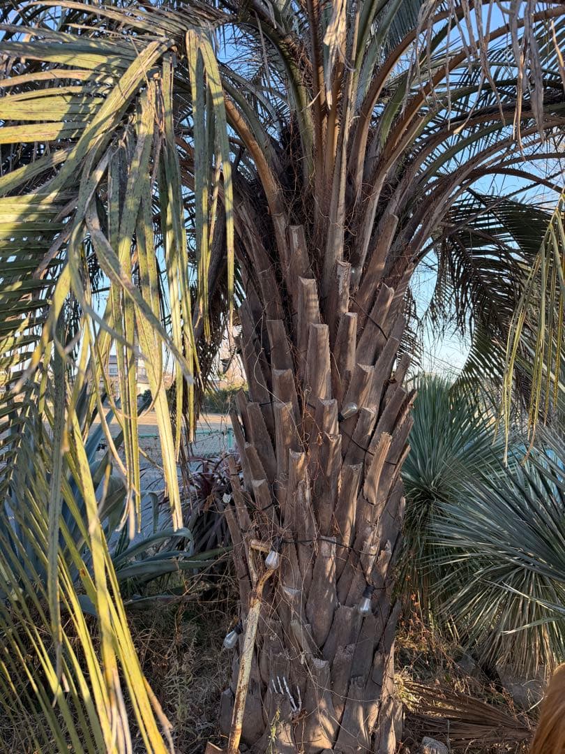ココスヤシ　幹3.5から4m 葉先6m越