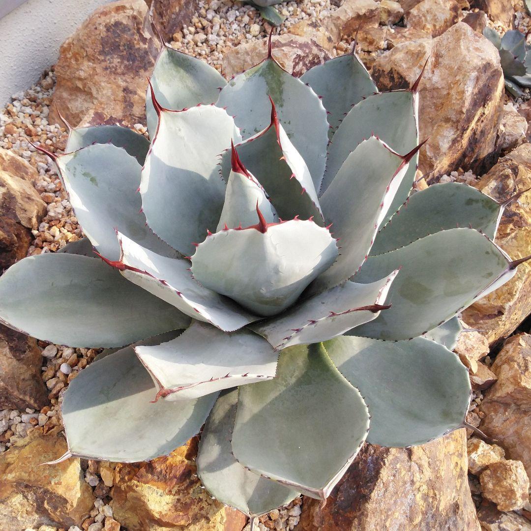 アガベ　パリートランカータ　スペイン産　38㎝