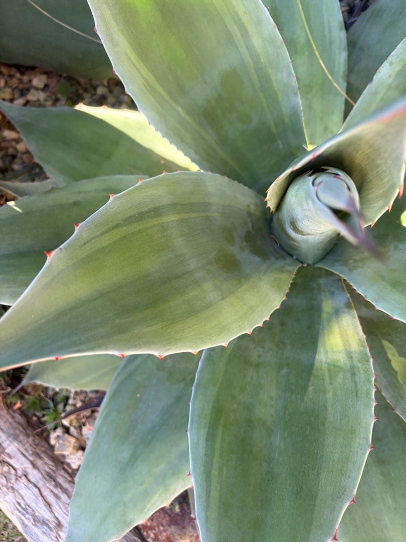 耐寒性アガベ オバティフォリア　バンジー斑入り大株ドライガーデン　オルカ　キラー