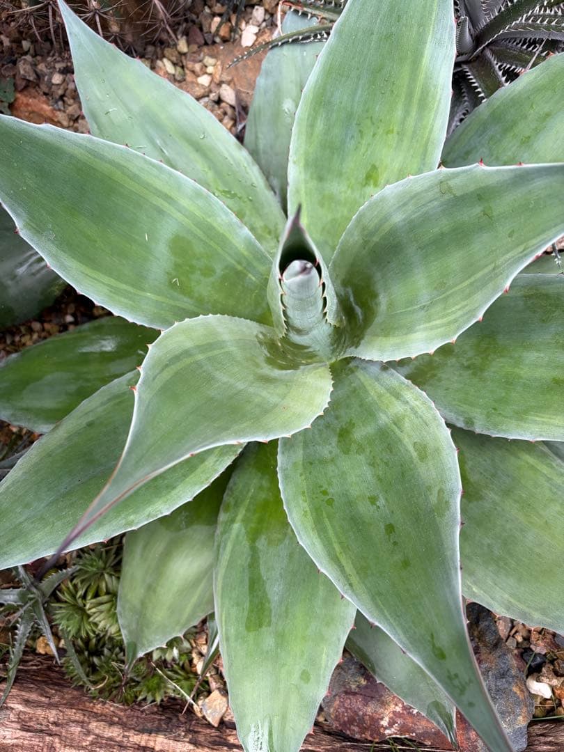 耐寒性アガベ オバティフォリア　バンジー斑入り大株ドライガーデン　オルカ　キラー