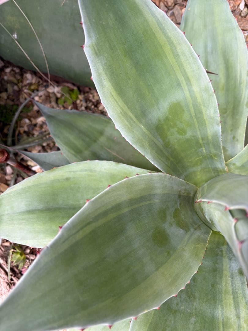 耐寒性アガベ オバティフォリア　バンジー斑入り大株ドライガーデン　オルカ　キラー