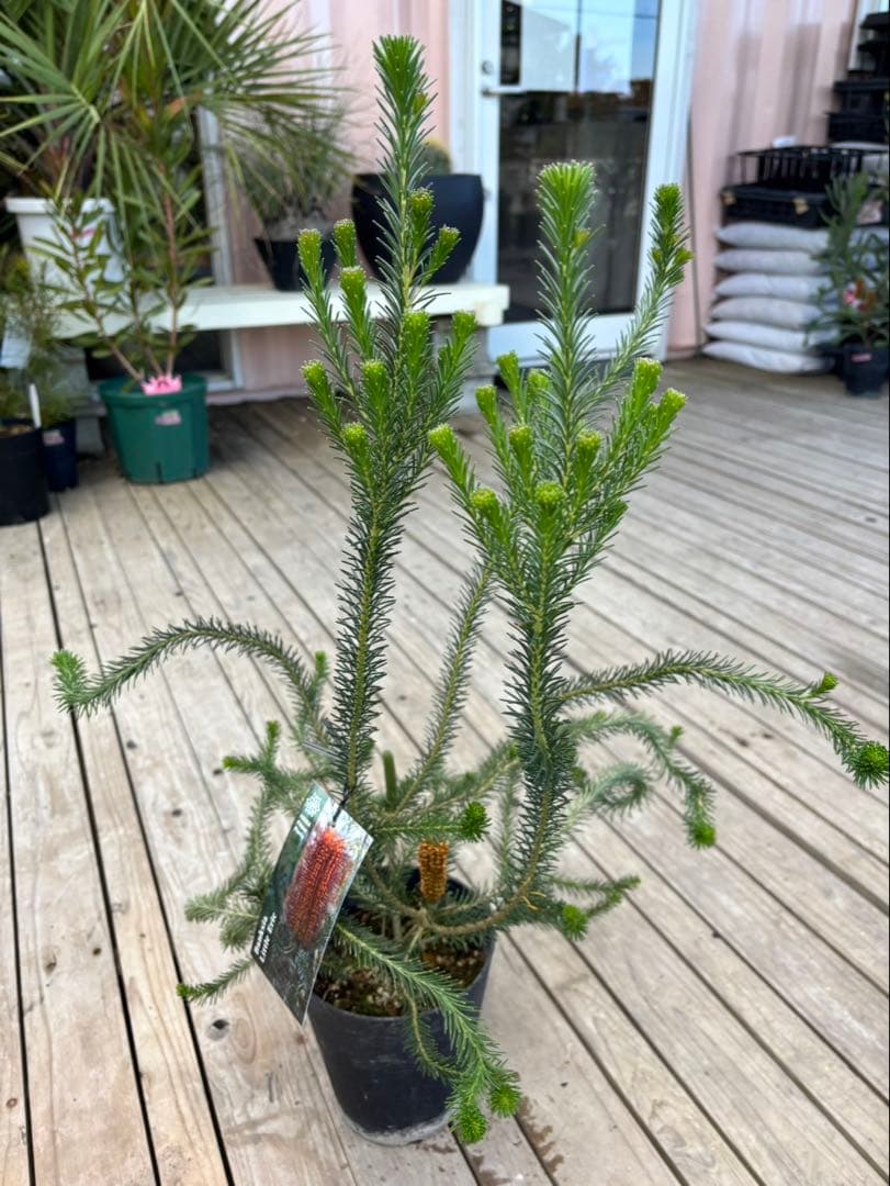 バンクシアリトルエリック　1 激レア！