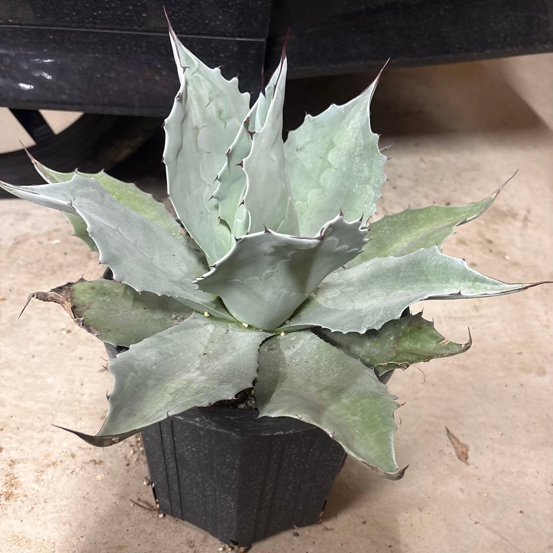 アガベ オバティフォリア フロスティブルー