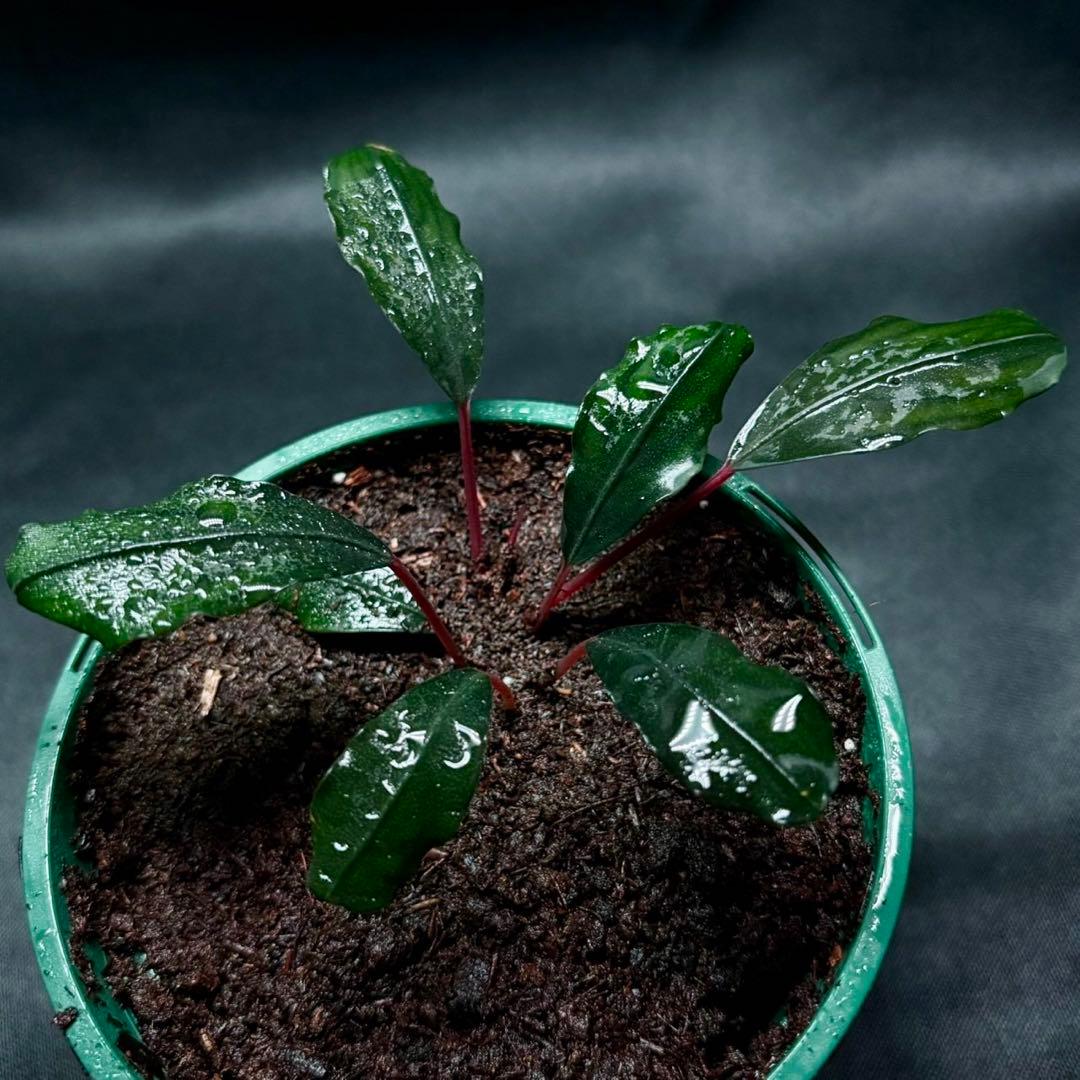 ブセファランドラsp.レッドレディー