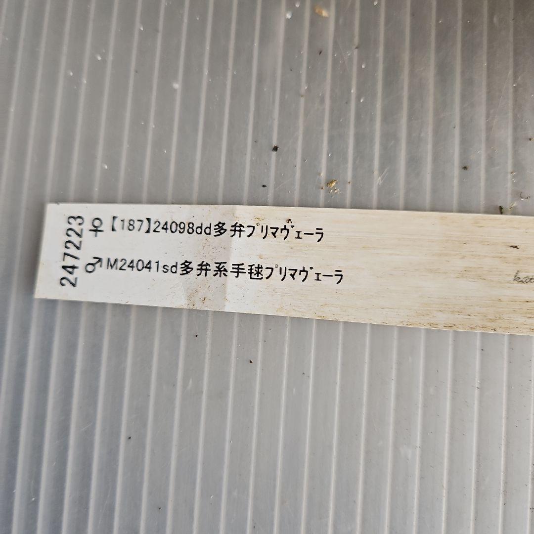 ★のぶさん様ご購入苗㉖-306㉖-313㉖-350クリスマスローズ